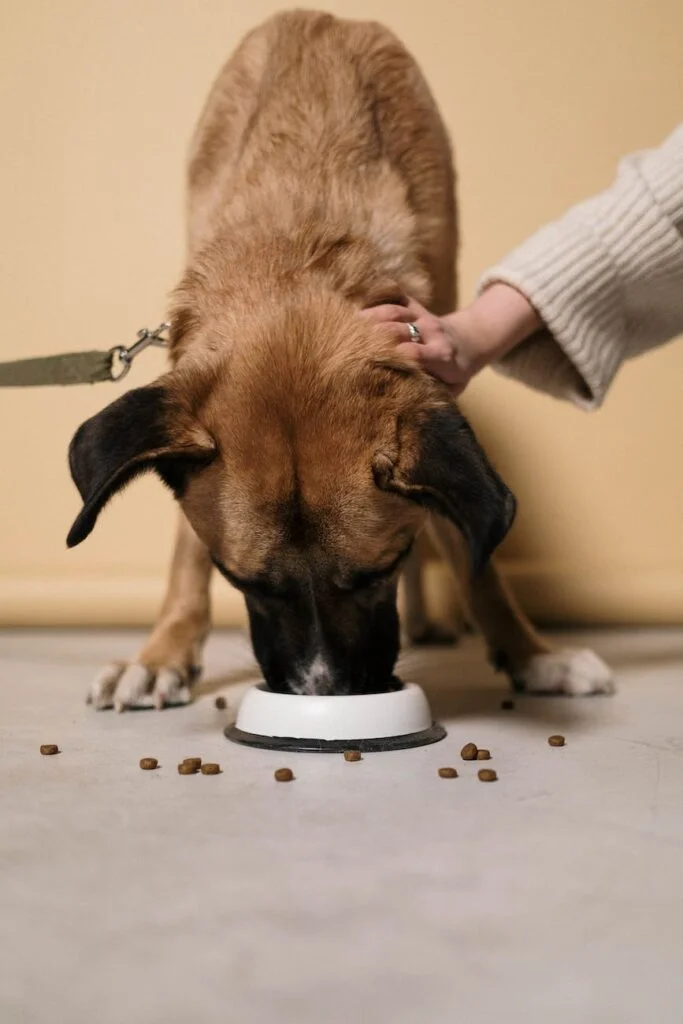 Dog eating from a food bowl